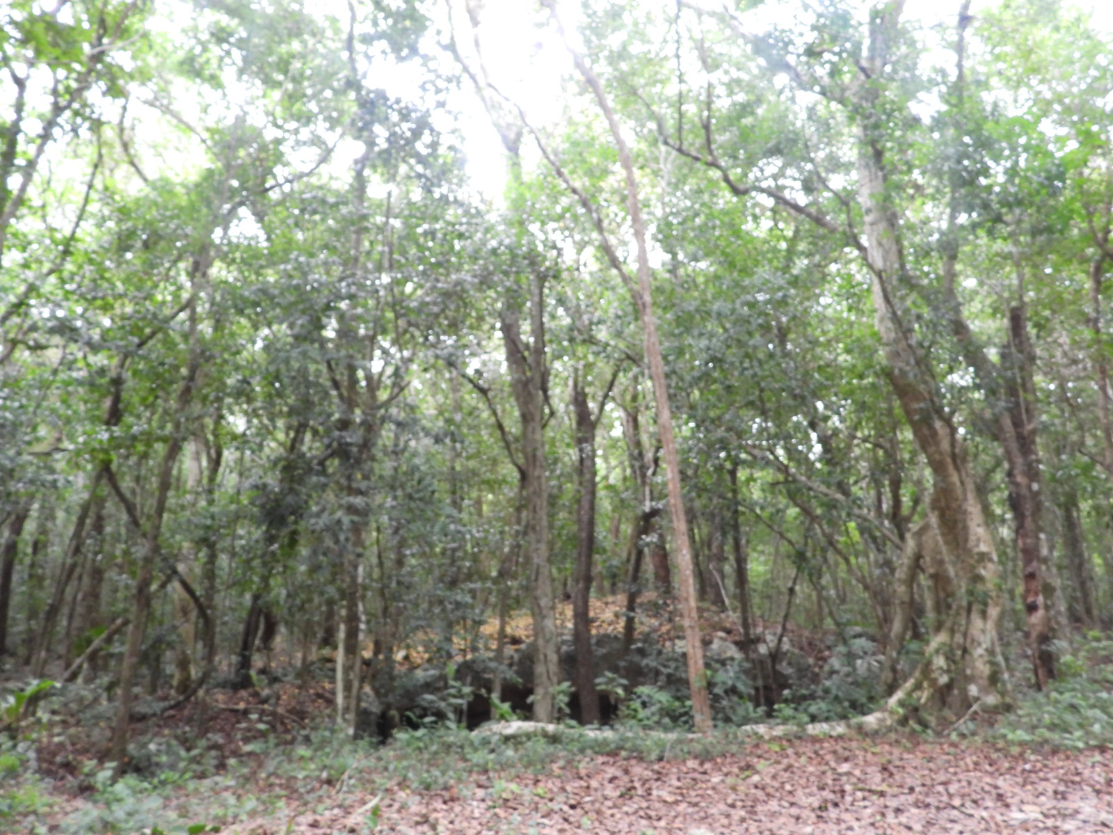 Jungle Cenote entrance, Tulum MX